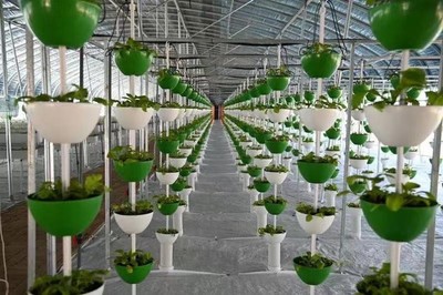 旬邑縣職田鎮 以生物技術推廣為引擎，培育新質生產力，塑造產業發展新優勢
